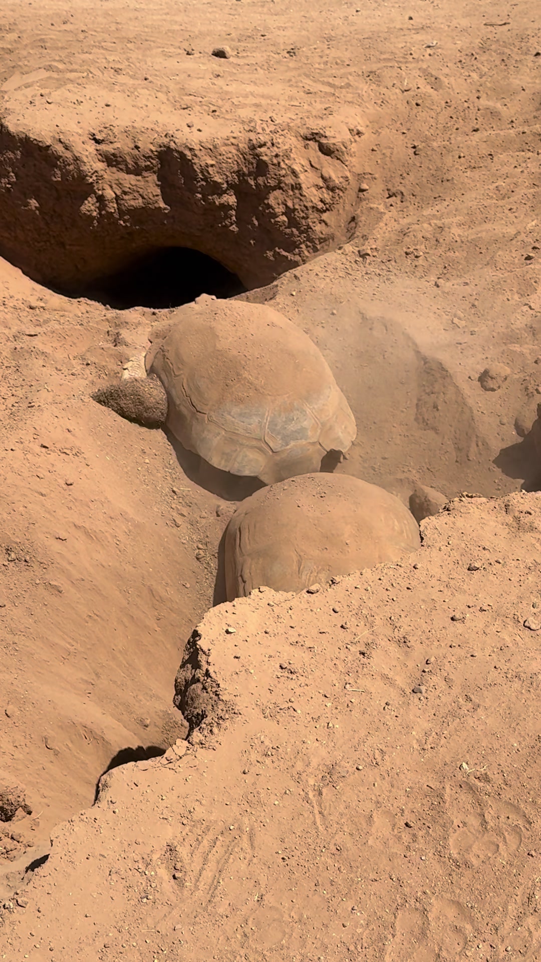 @Western State Tortoise