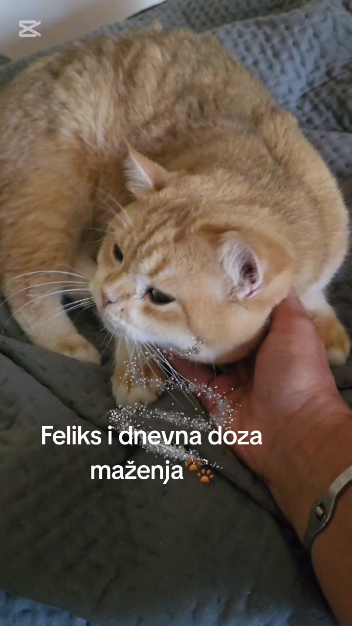 @Britanske Kratkodlake mačke