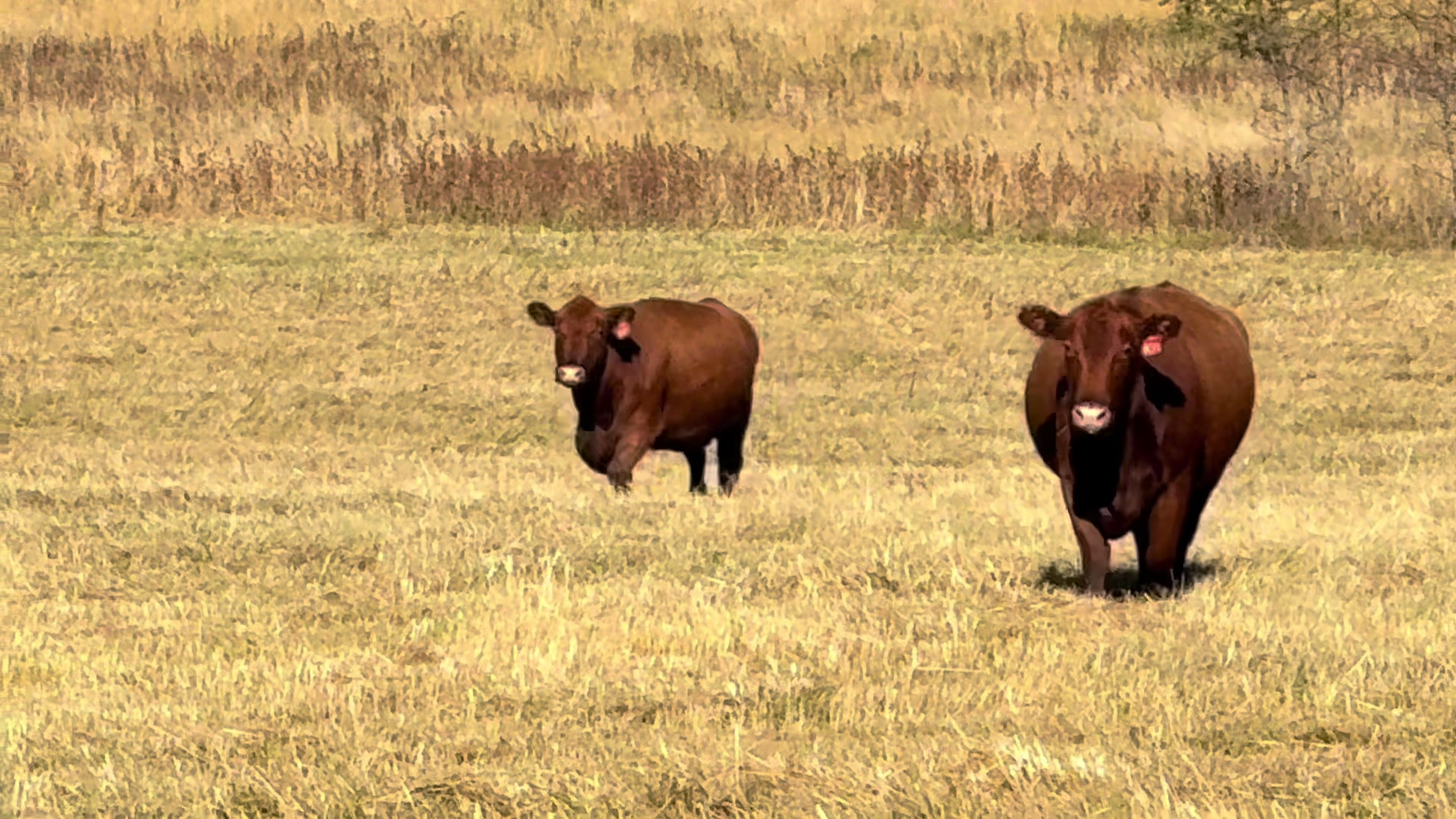 @Massey Land & Cattle