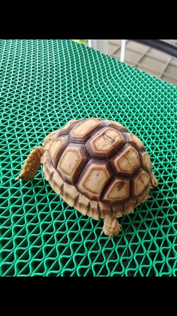 @ReptileTeamSby