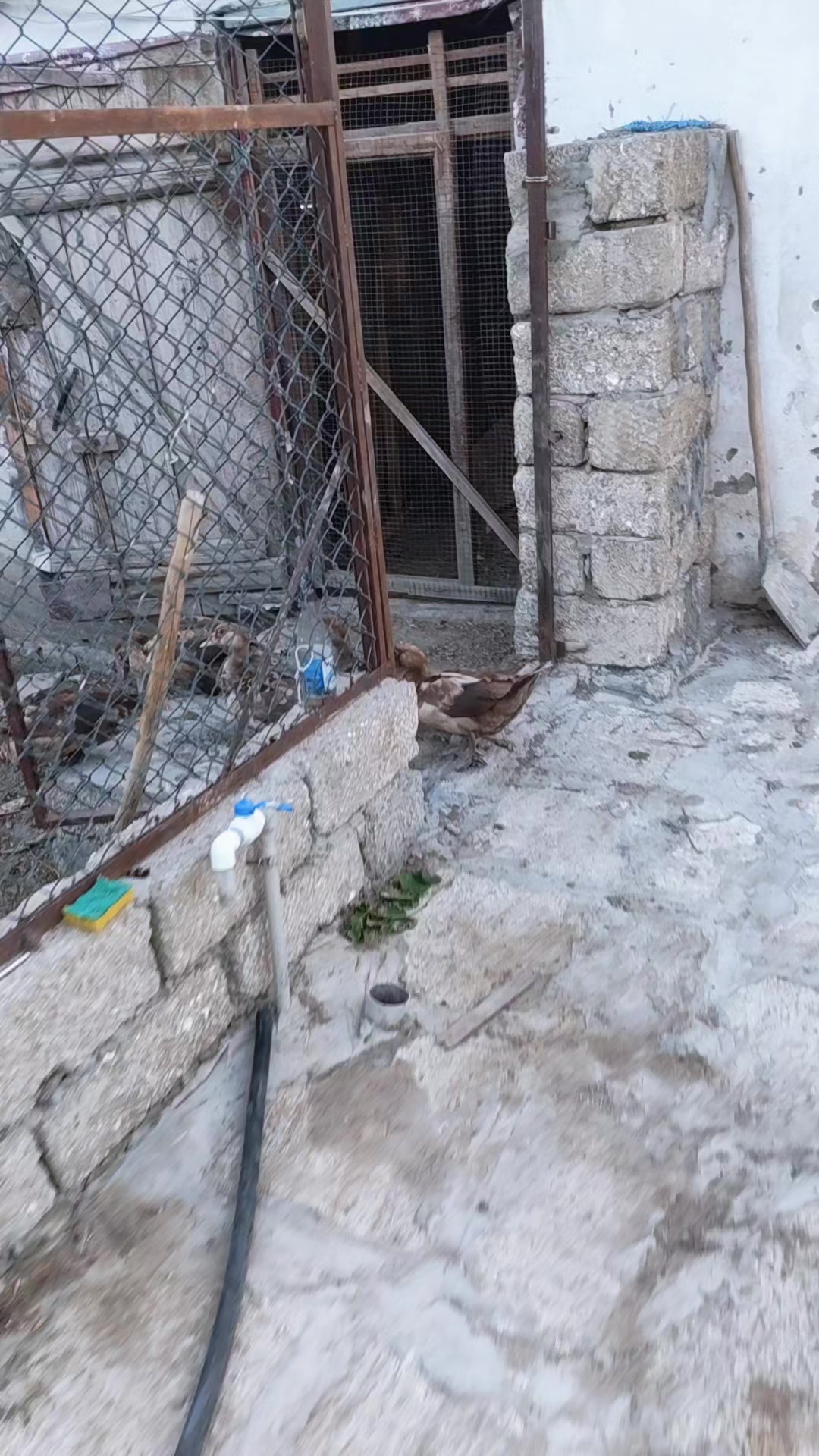 @MAŞTAĞA_QUŞCULUĞ