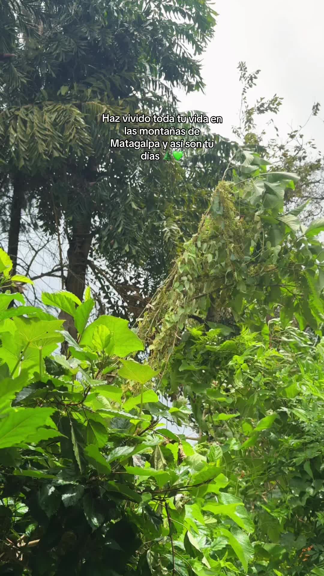 @antomarc.alv