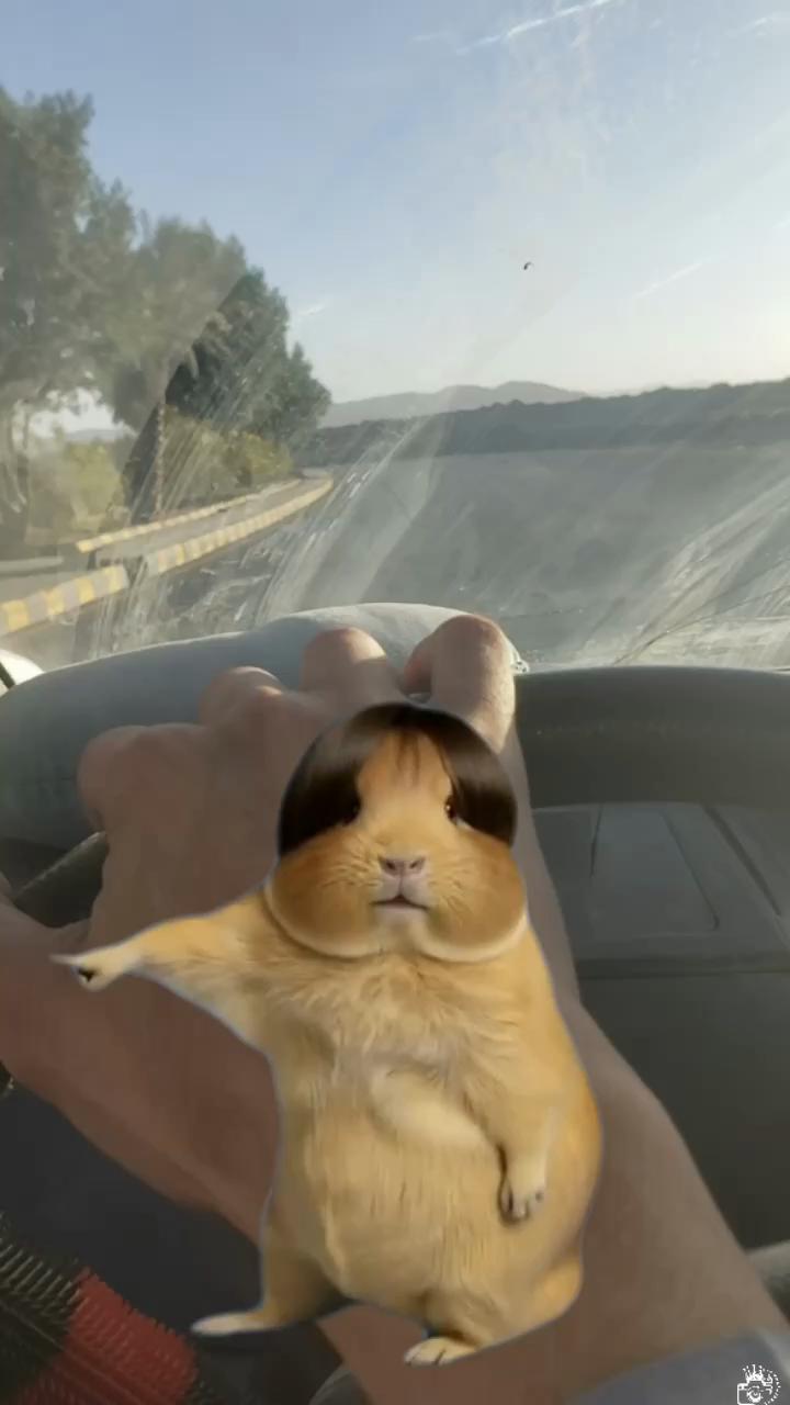 @بيج الشمس للاحذية