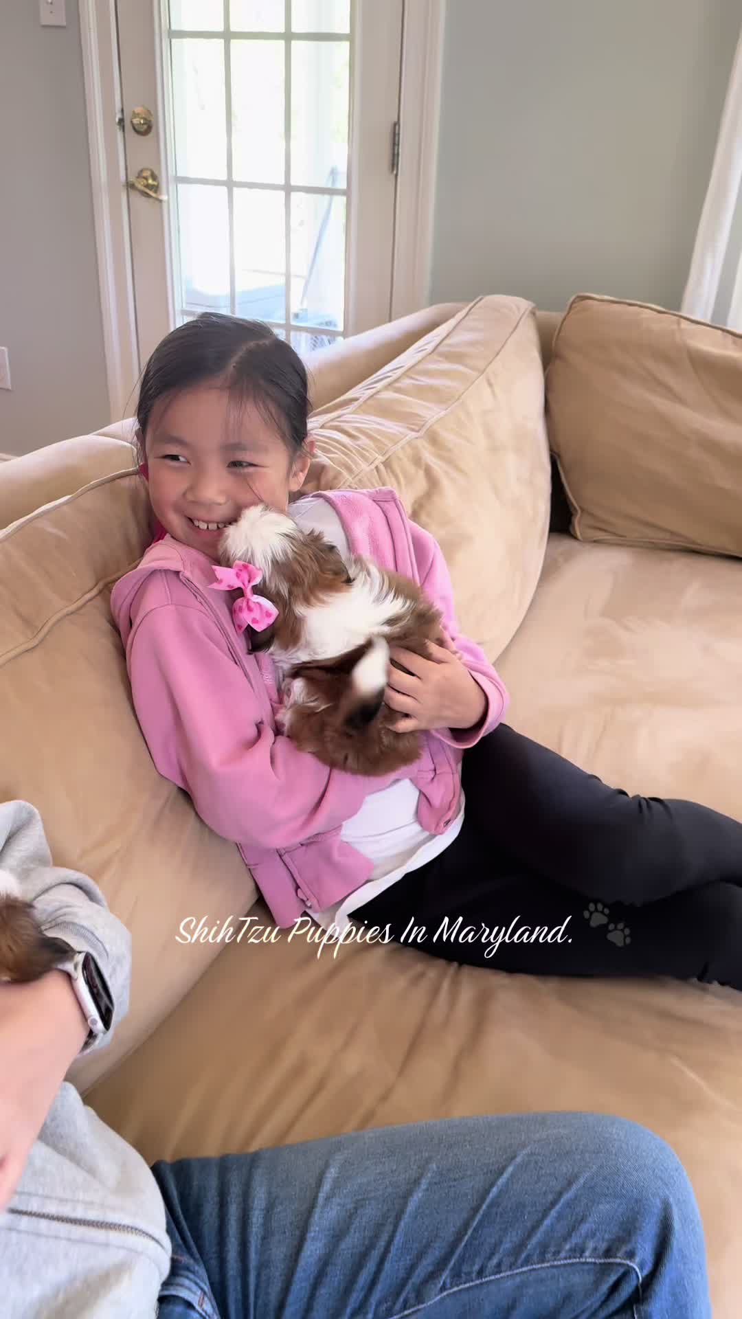 @Shih Tzu Puppies in Maryland