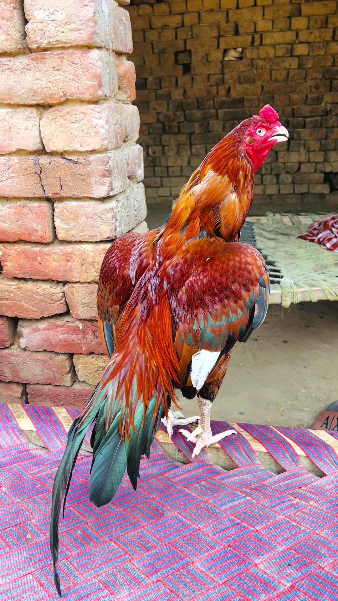 @Uzair Mohsin Pets