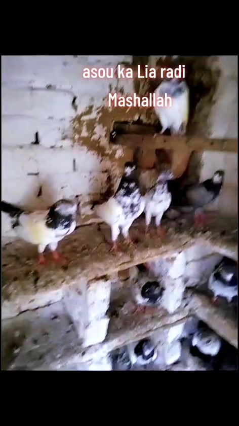 @absar Jani