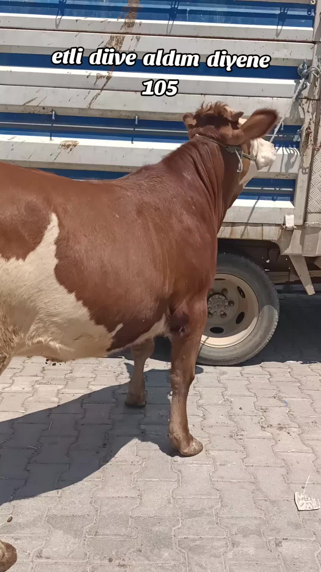 @Ali Özok