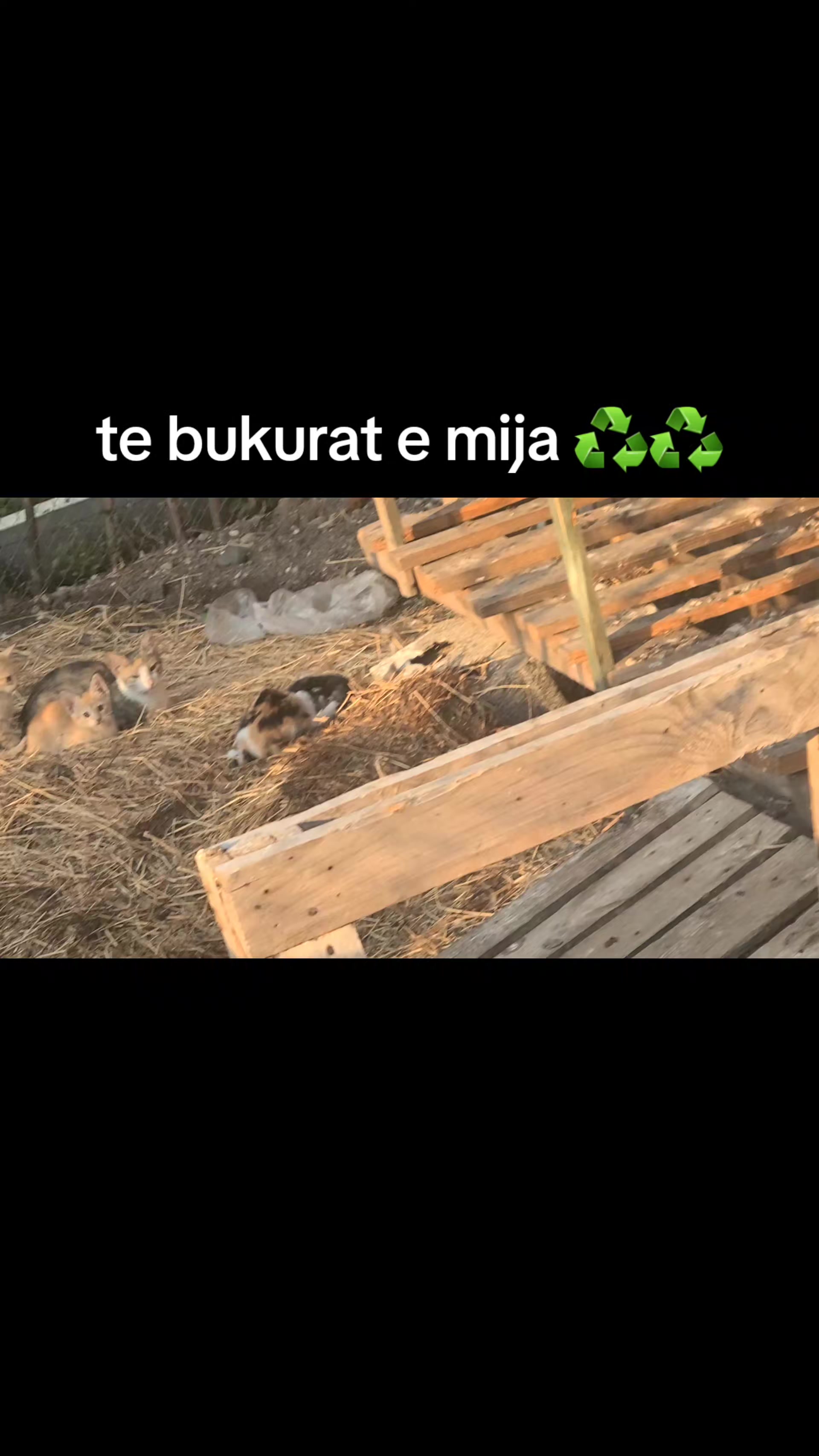 @veramarashi802