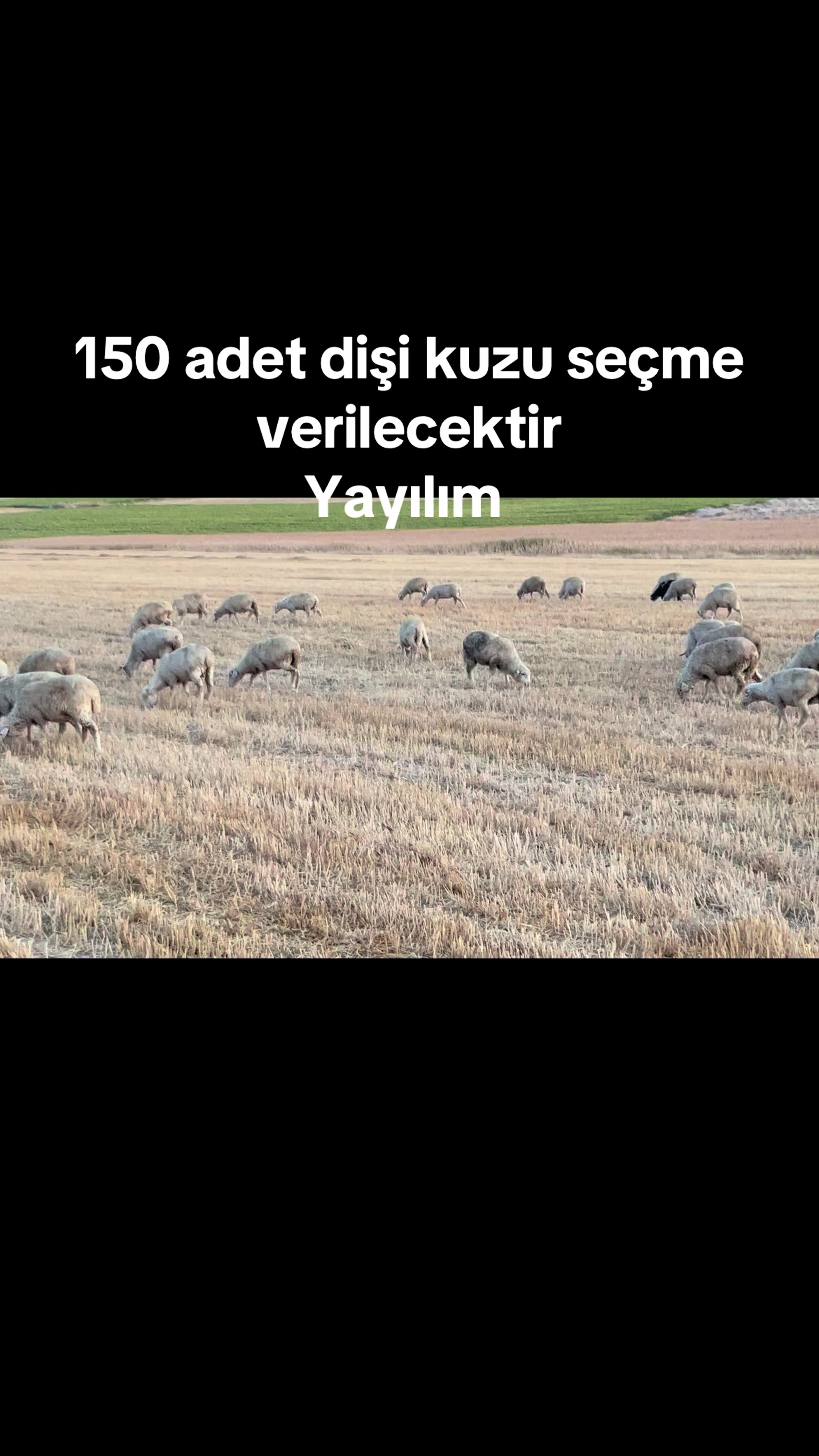 @KAPAKLIKAYA HAYVANCILIK