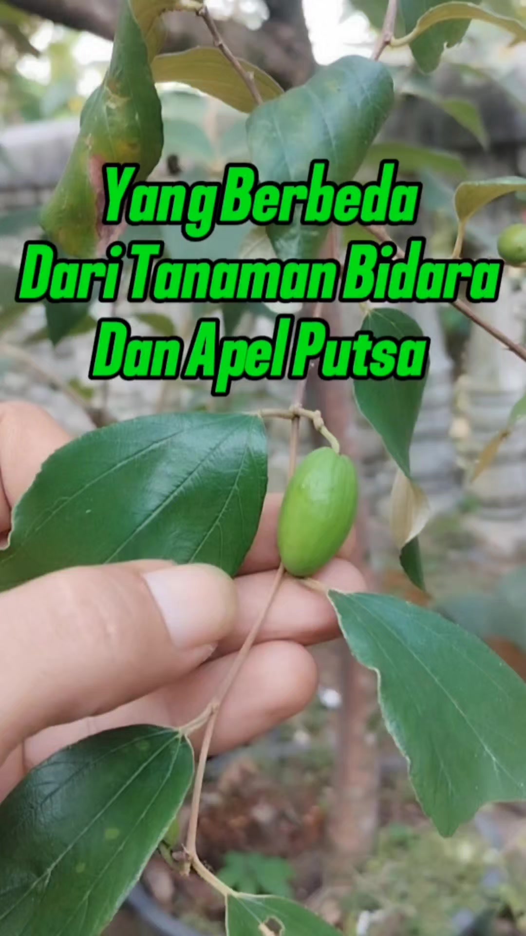 @Bukit Farming