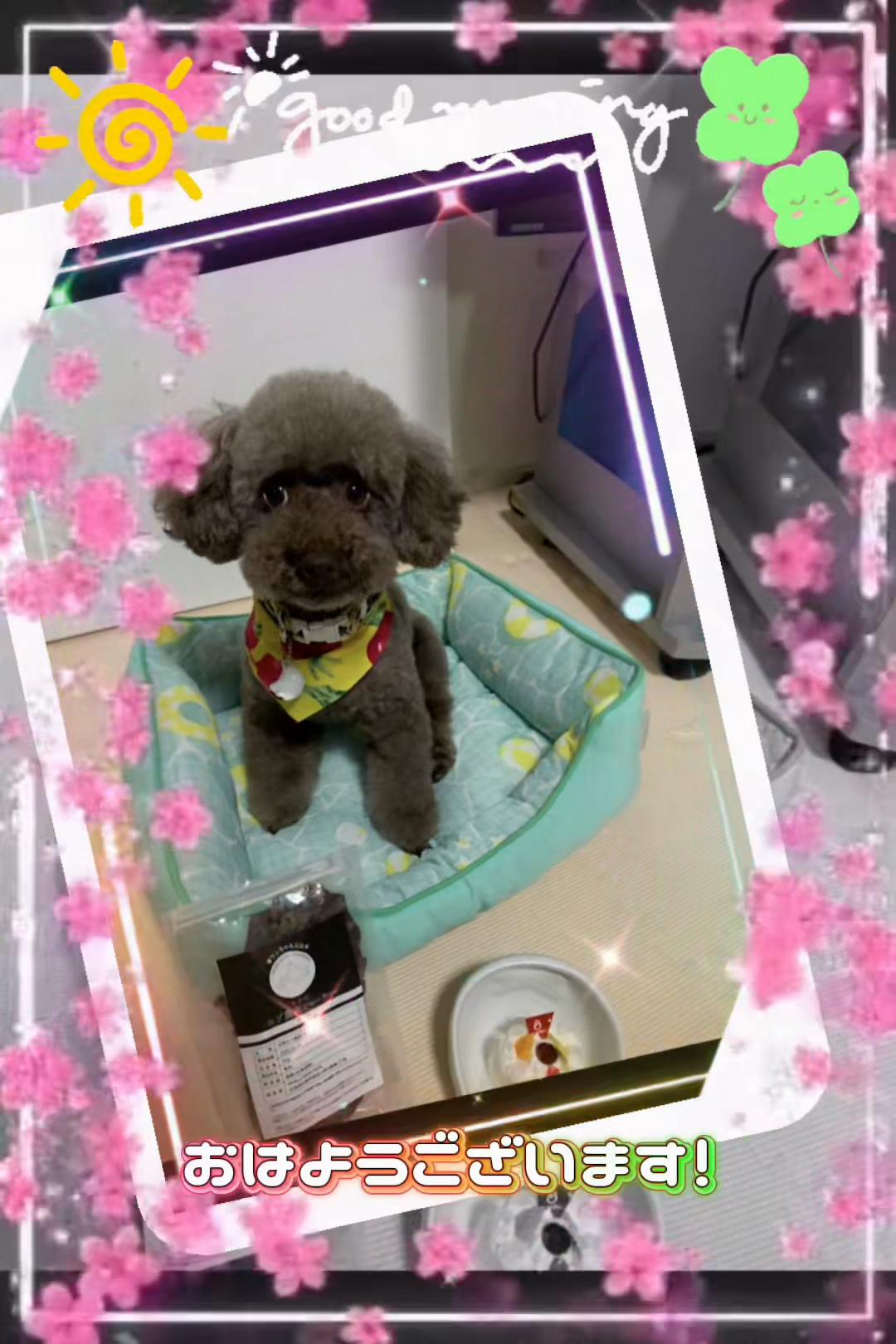 @要子💕ayu🐶