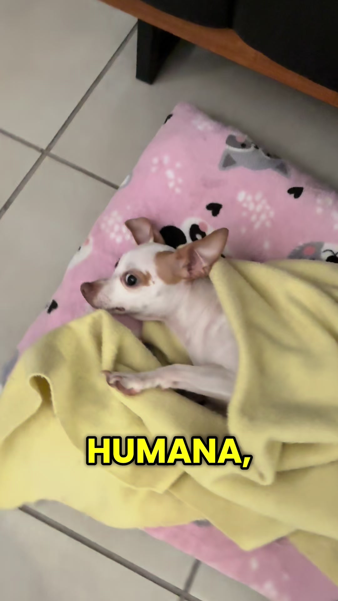 @galleta la chihuahua