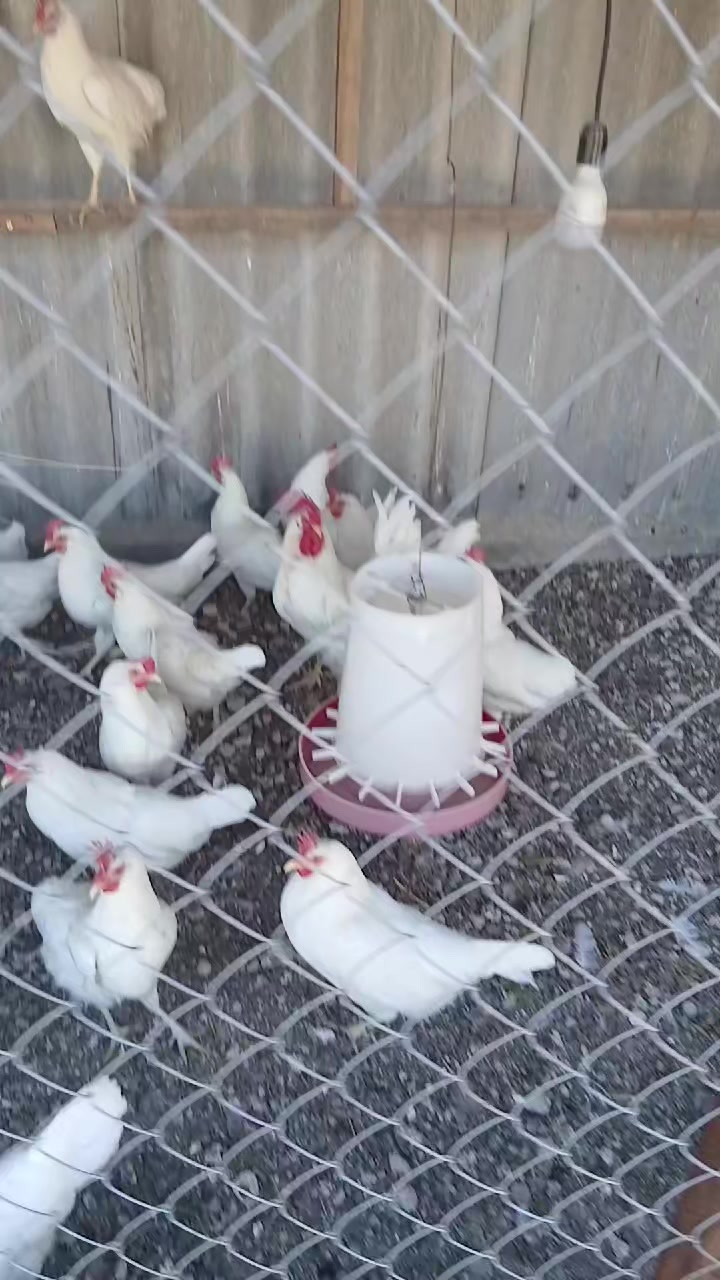 @Əziz Kürdəxanı FARM 𐱅𐰇𐰼𐰰
