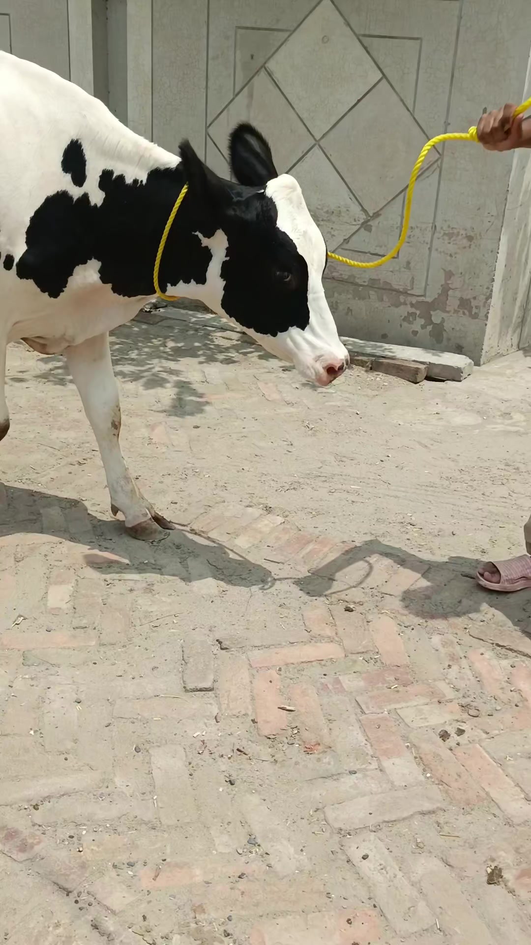 @Usmandairyfarmlayyah