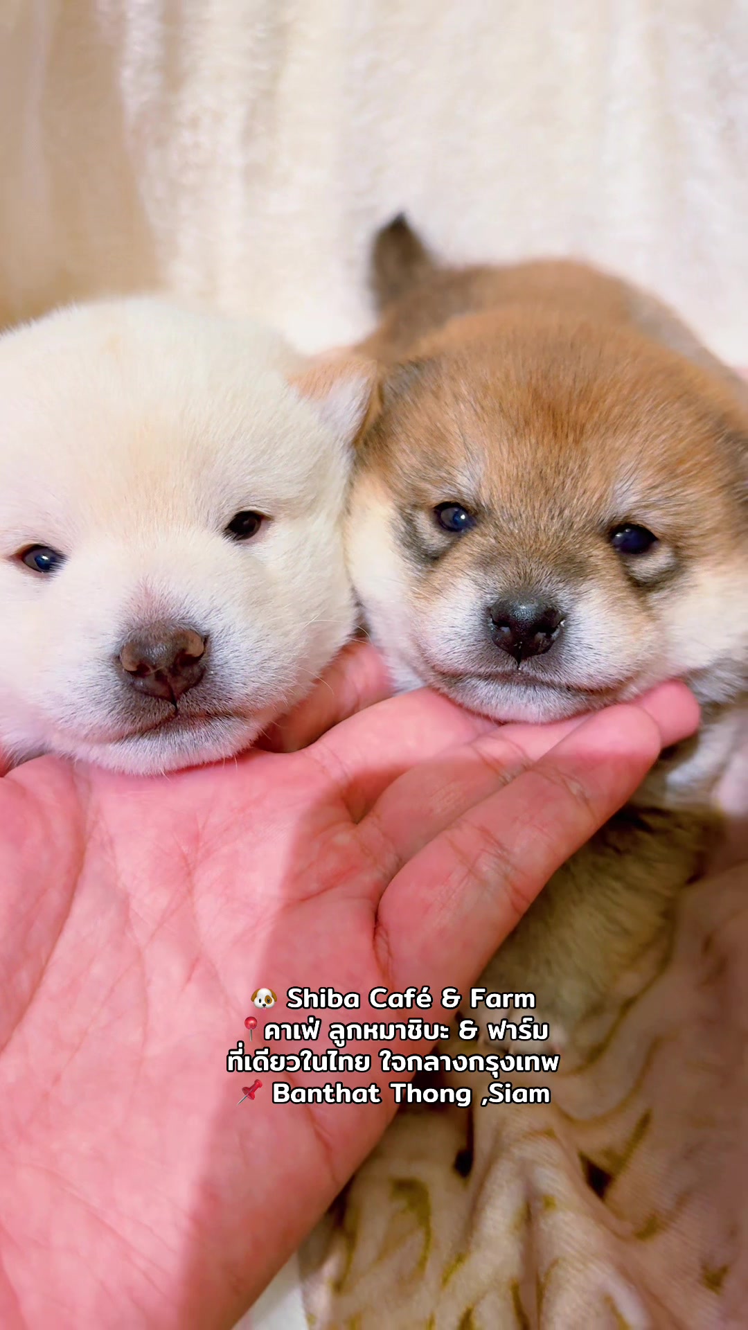 @Shibainu Story