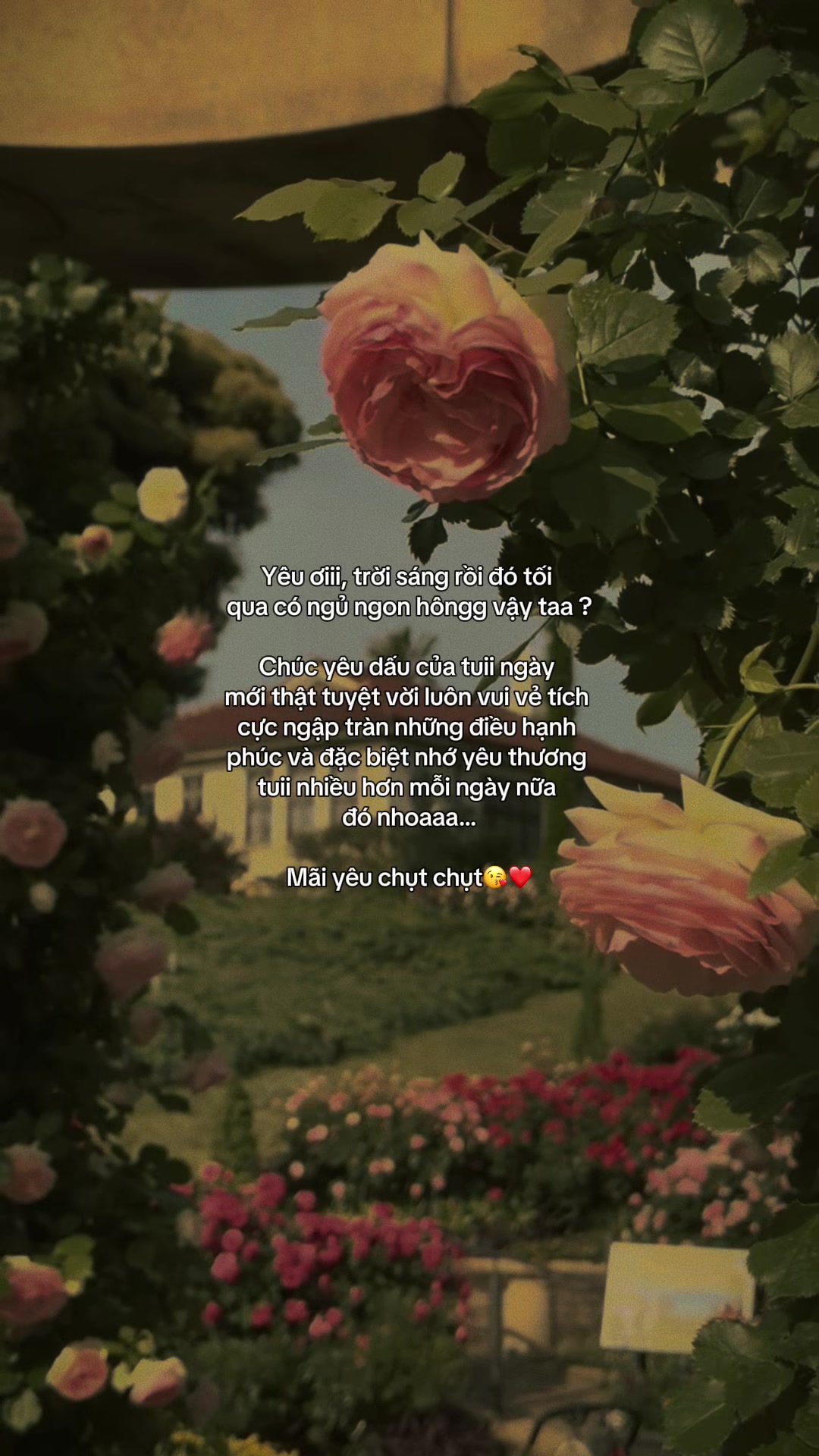 @ᥫᩣѕυy мộт cнúт౨ৎ