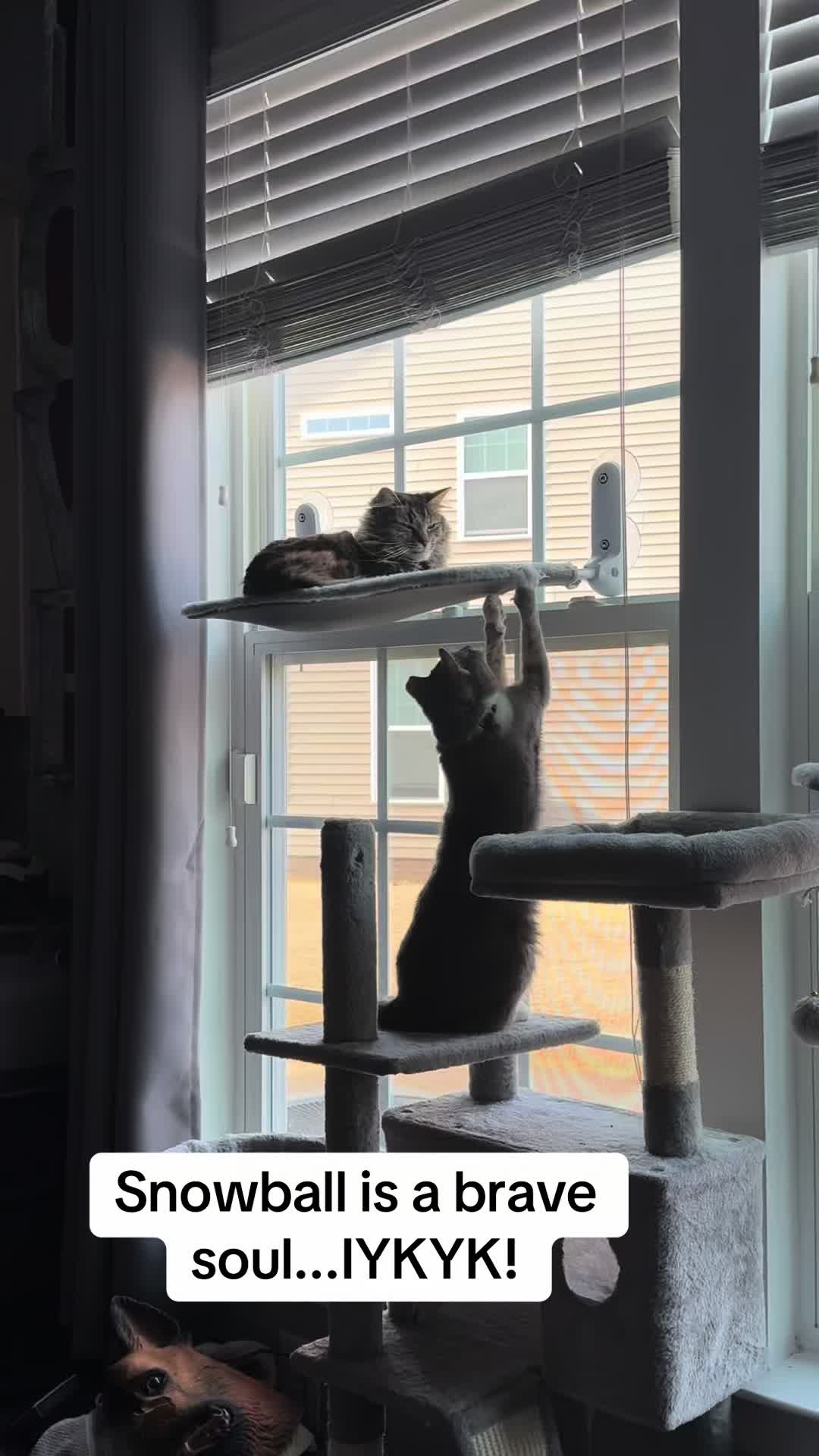 @RoxySnowballCatDrama