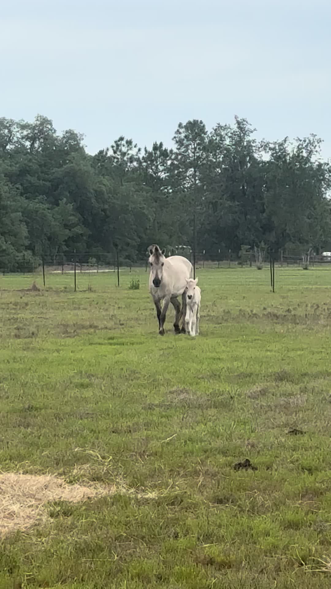 @madponies