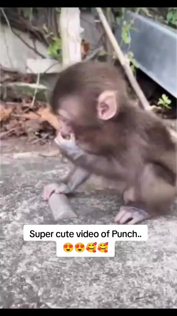 @Mochi/Rusty