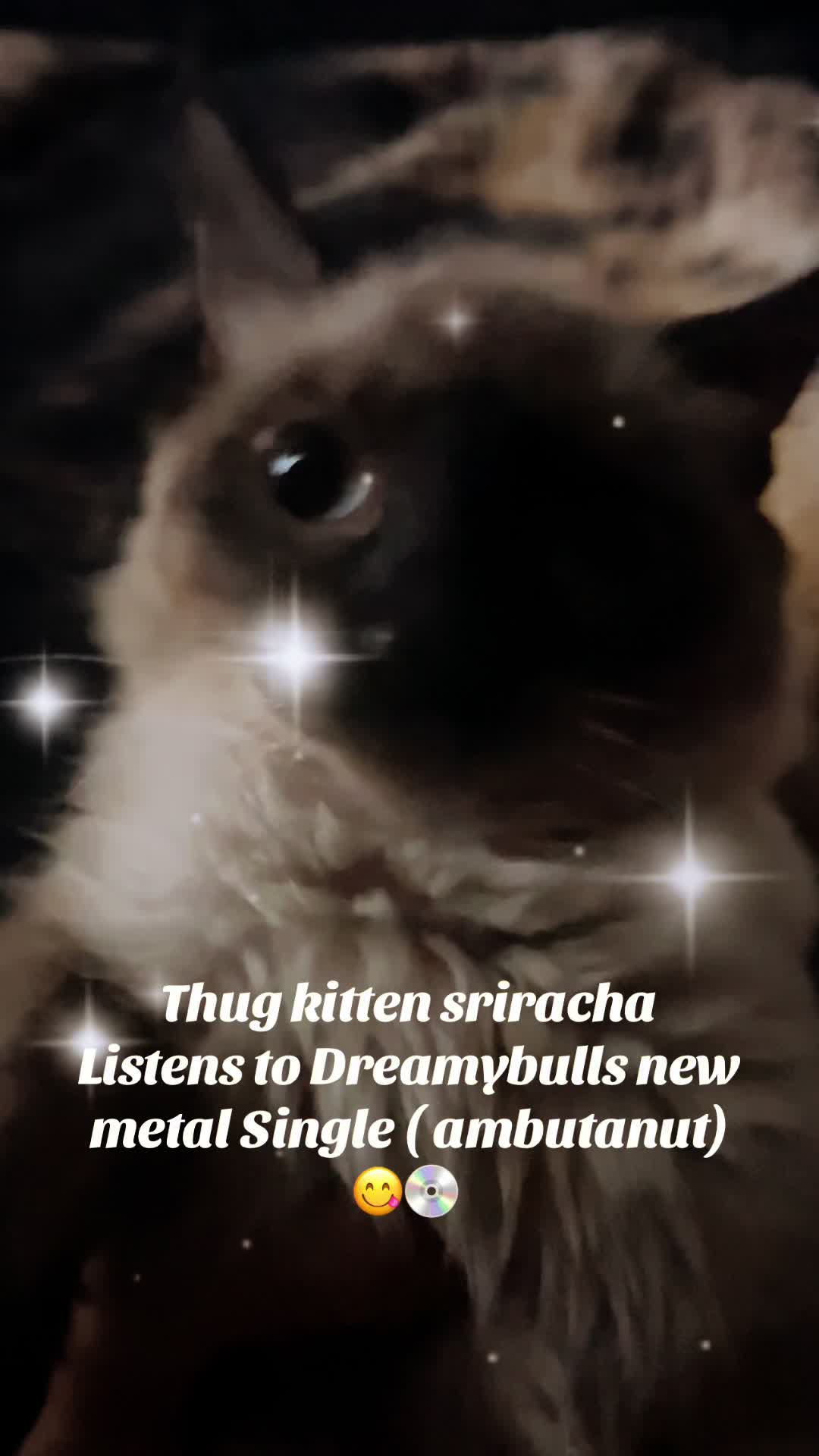 @fatplumpythugcat9000