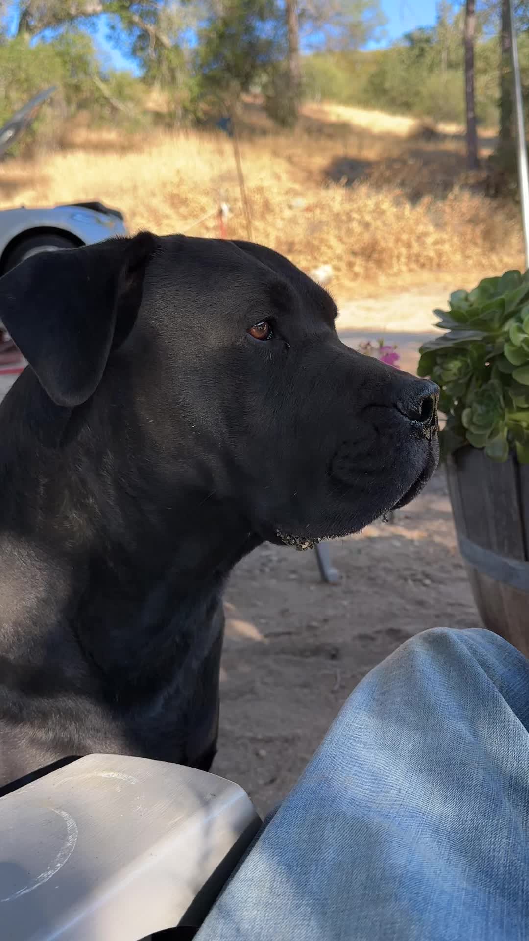 @Bigfoot Boerboels
