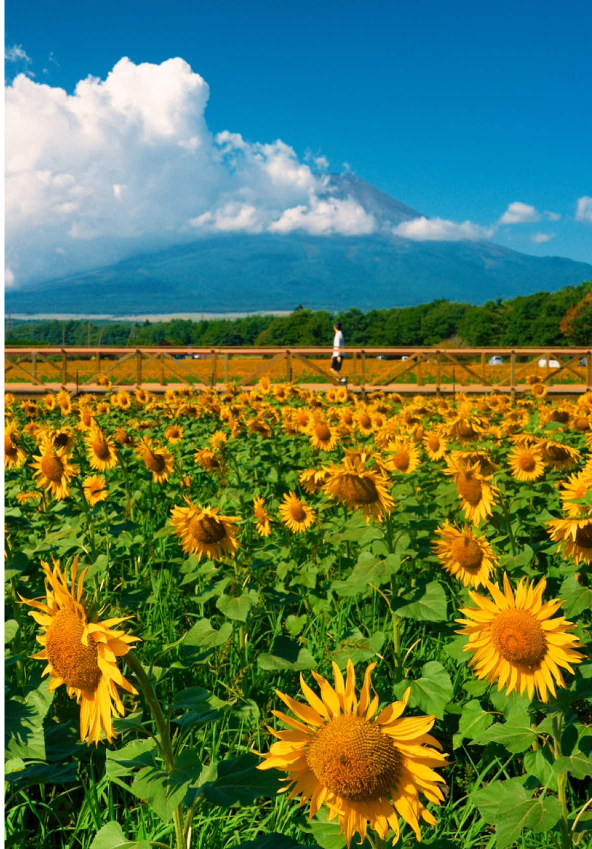 @Cotton | Japan Travel ð¯ðµ
