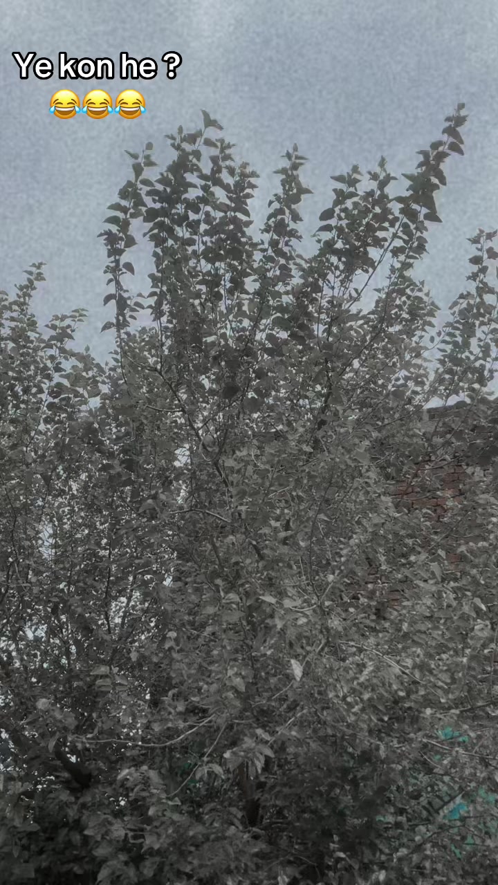 @عثمان کونگری 🥀