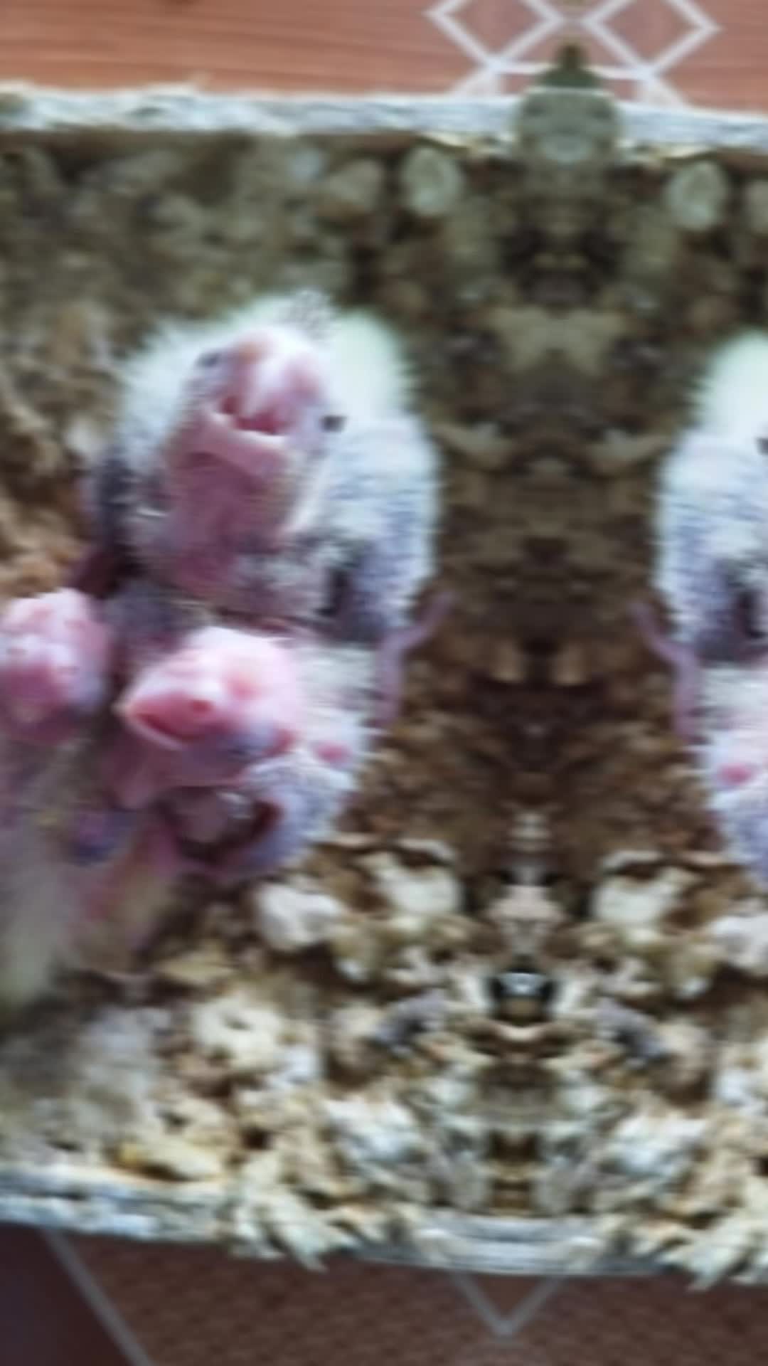 @tmgmgtmm
