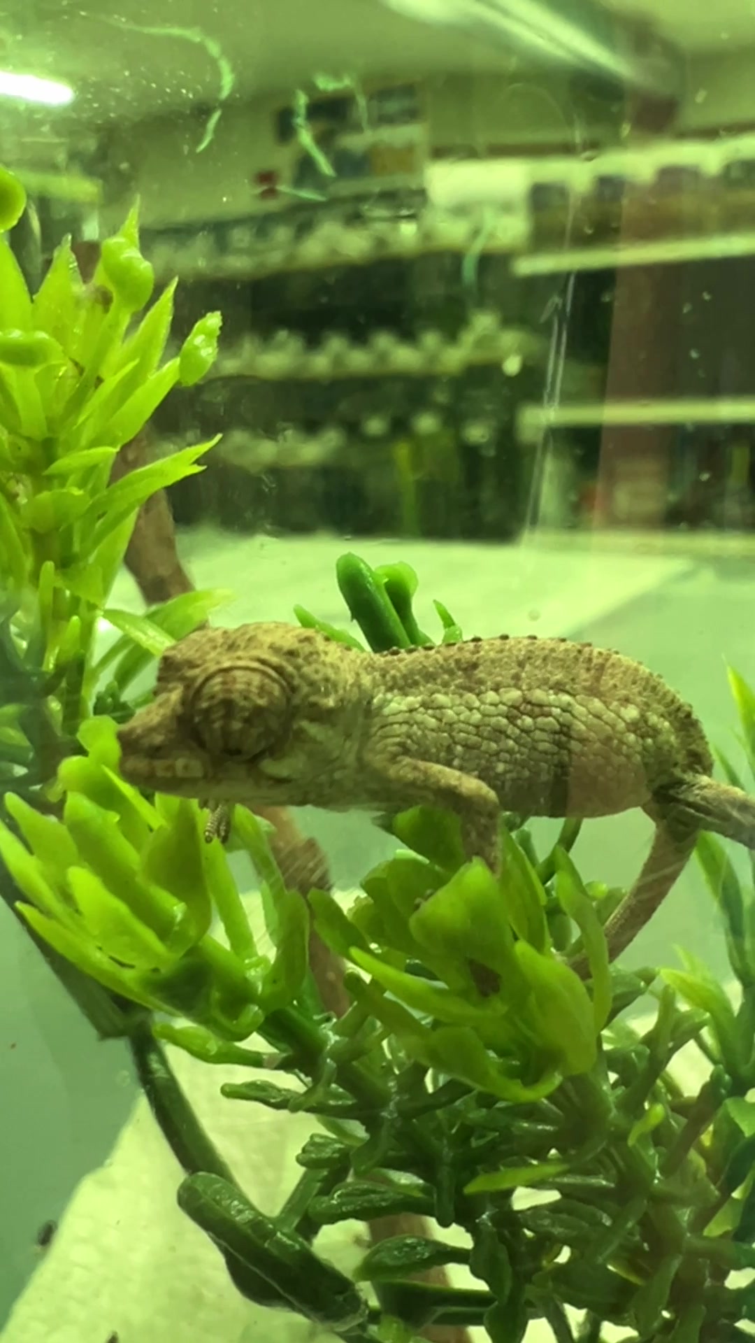@Finn’s Frog Farm