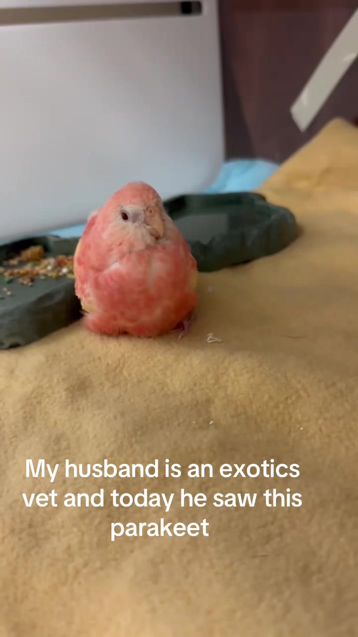 @ExoticsVetsWife