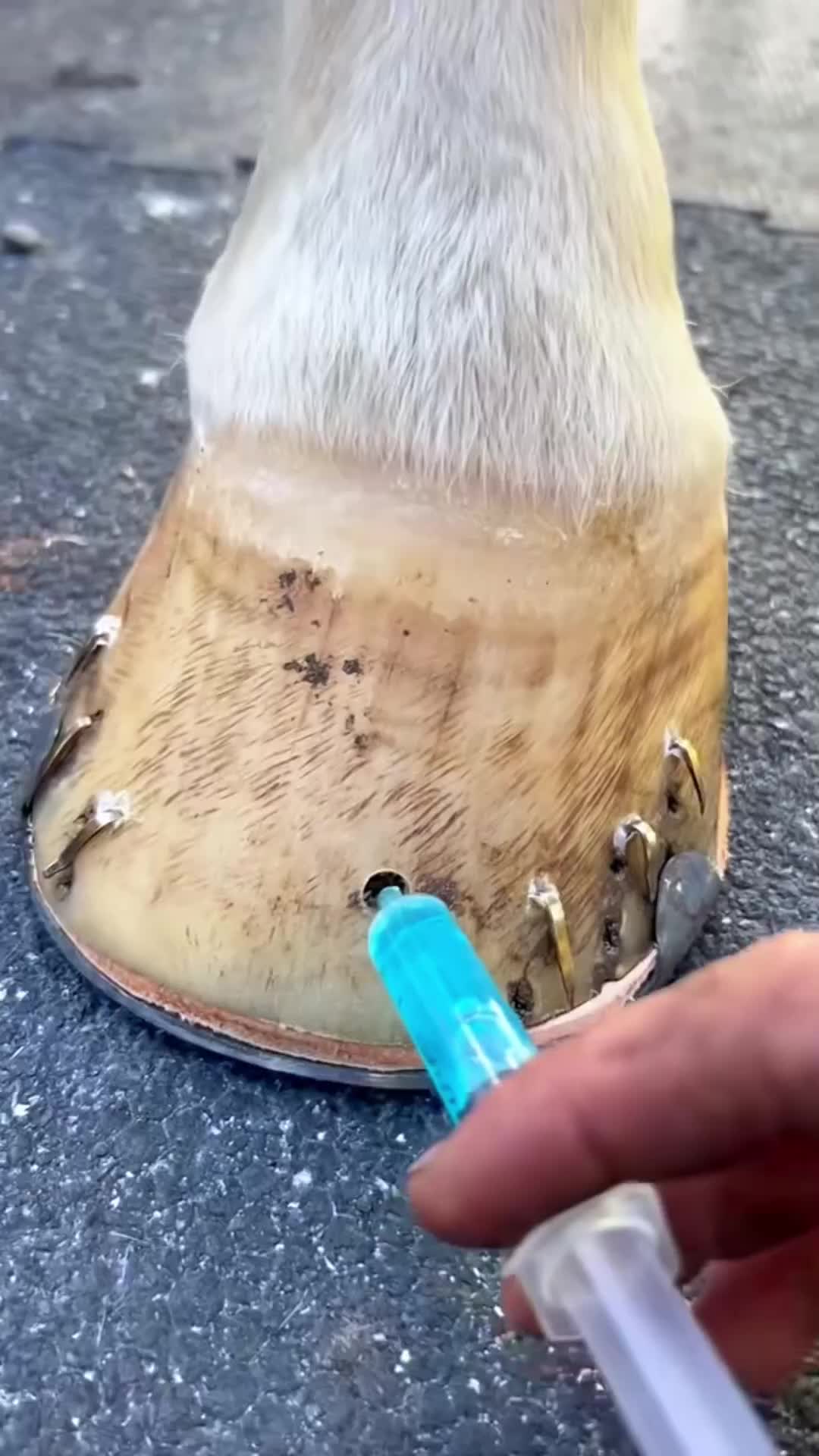 @cowhoof3