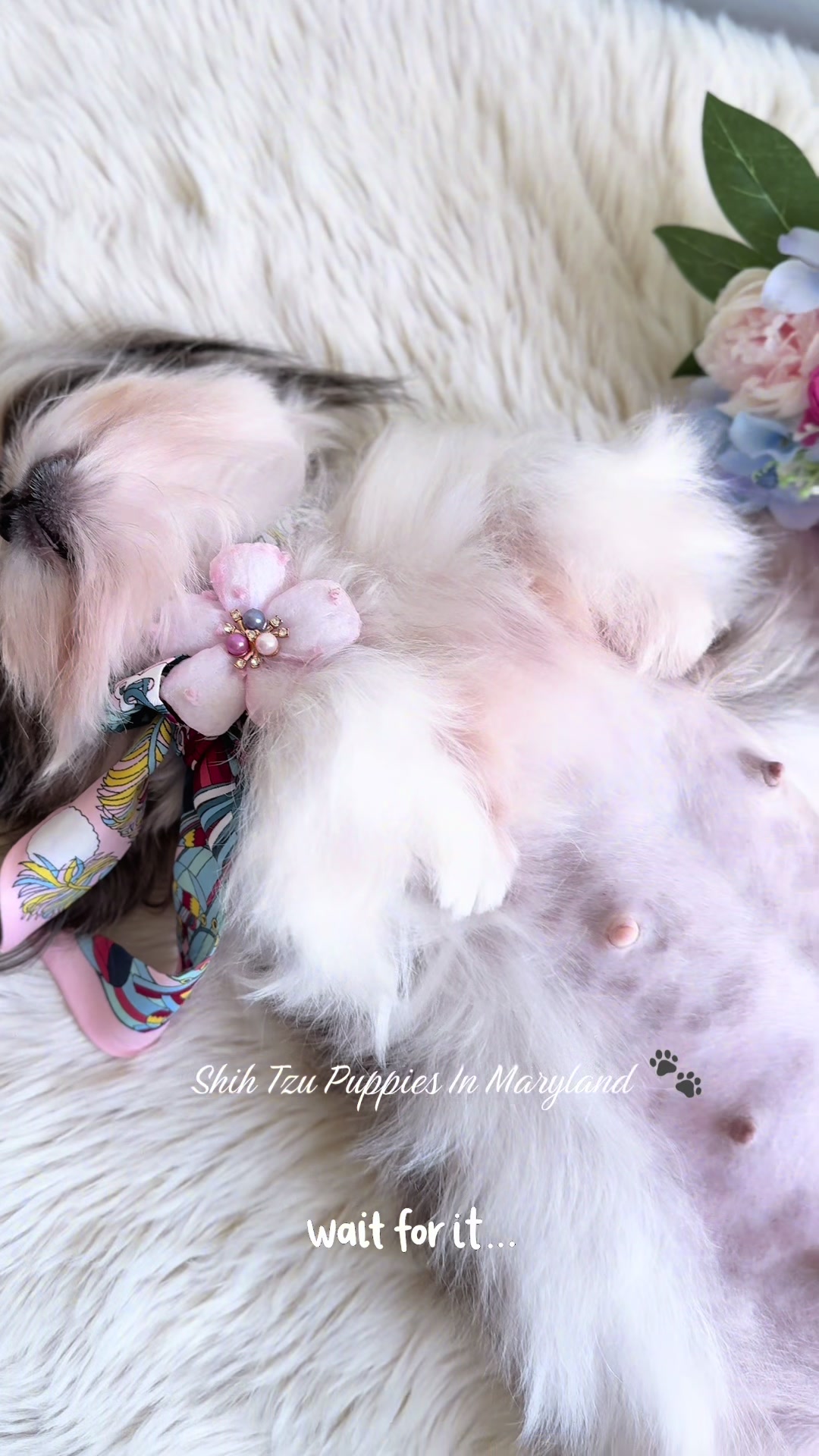 @Shih Tzu Puppies in Maryland