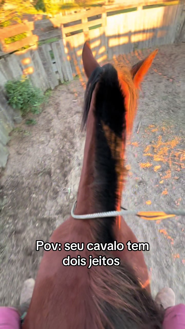 @Colorado da Baldez 🤎🐴