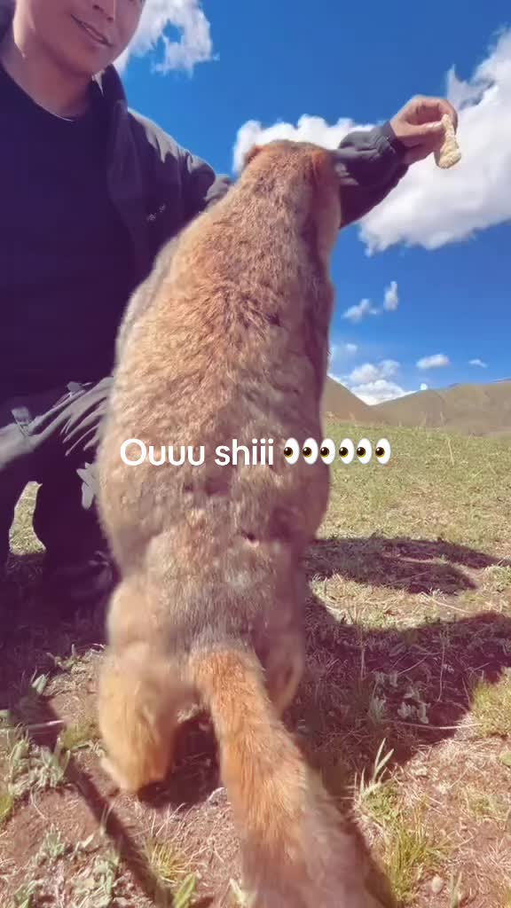 @dailymarmot00