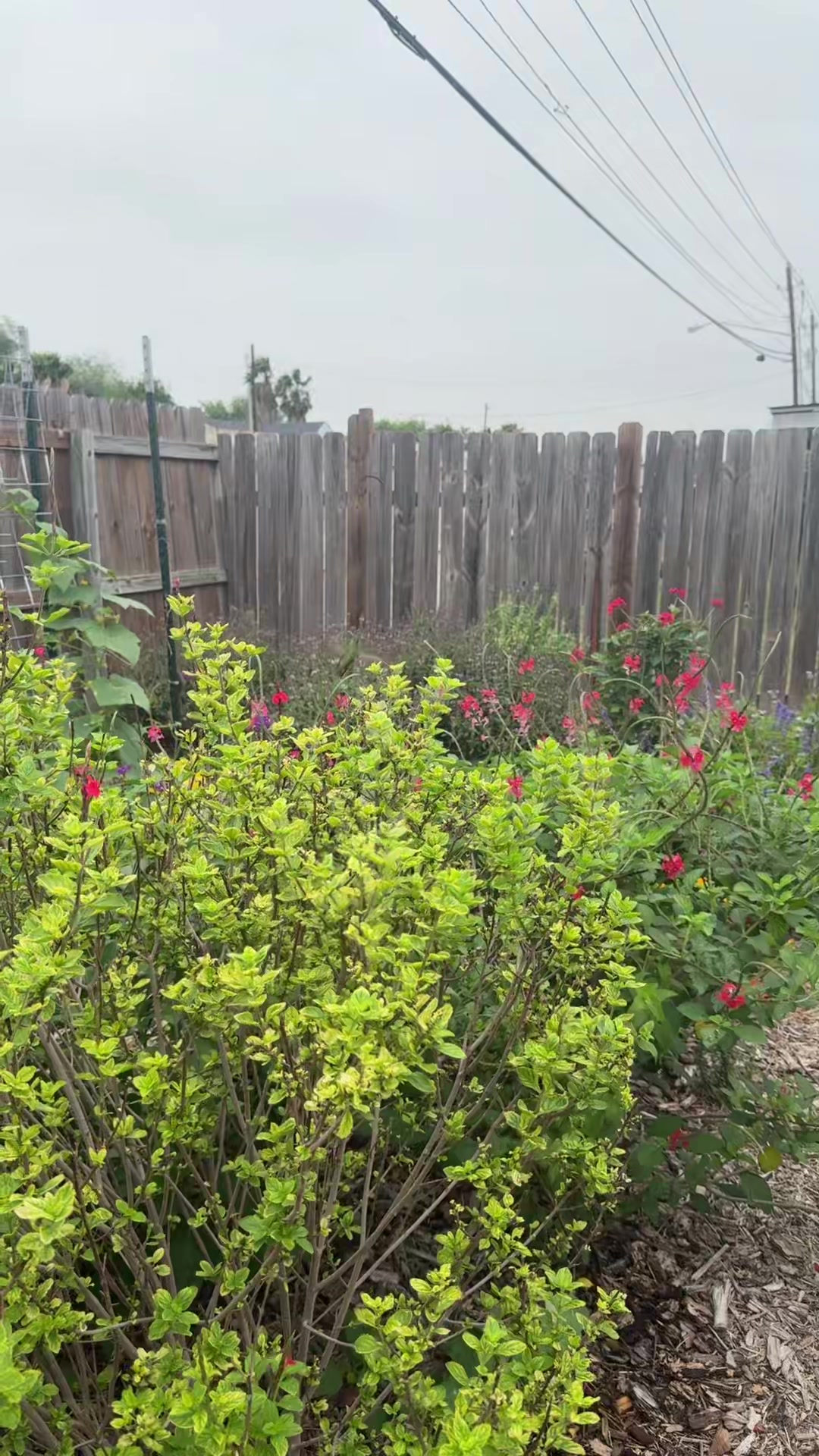 @themagicvalleygardener