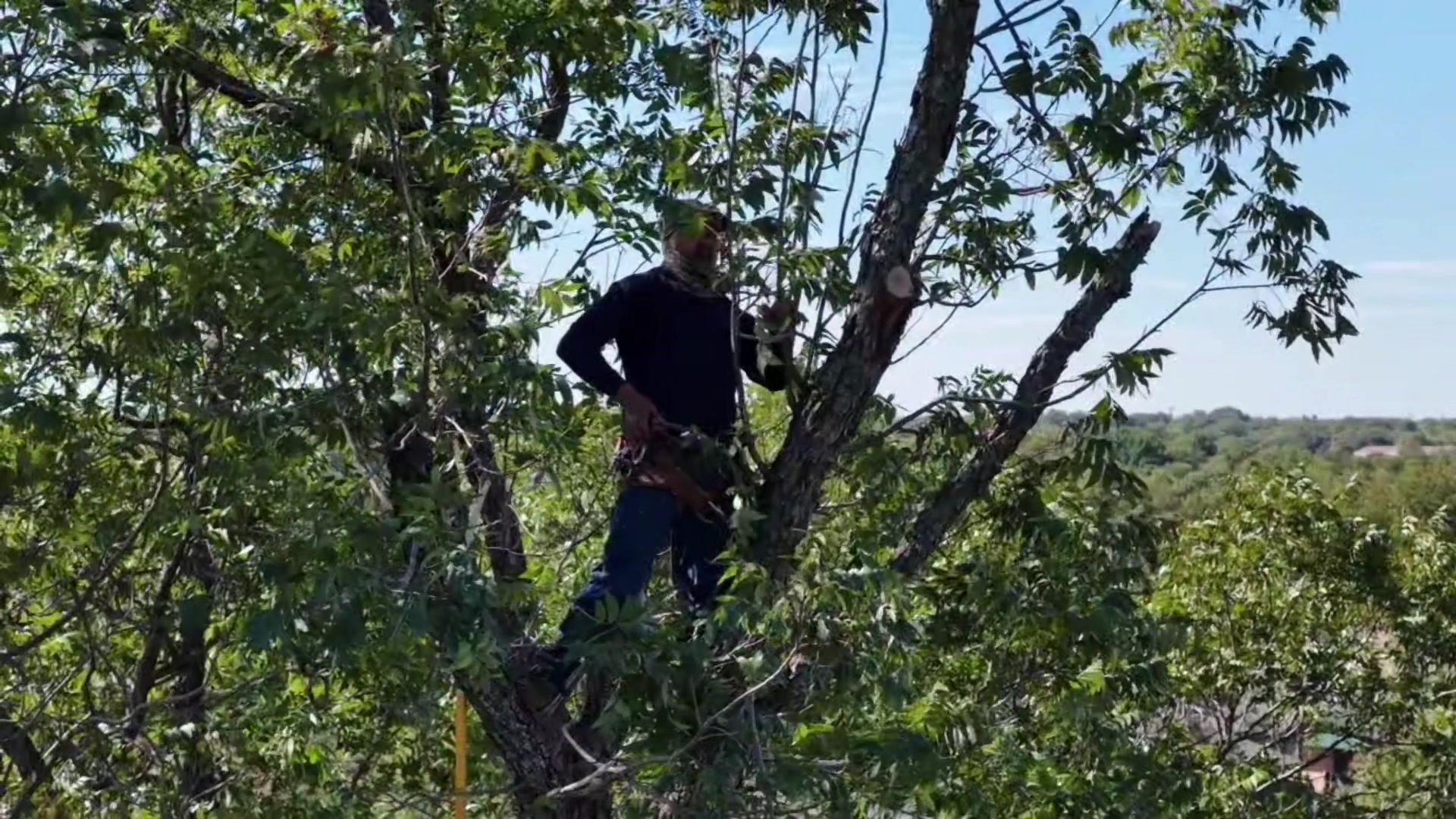 @Live Oak Tree Service