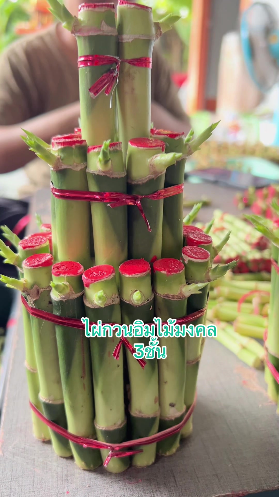 @ไผ่กวนอิมใส่โหลปลากัด