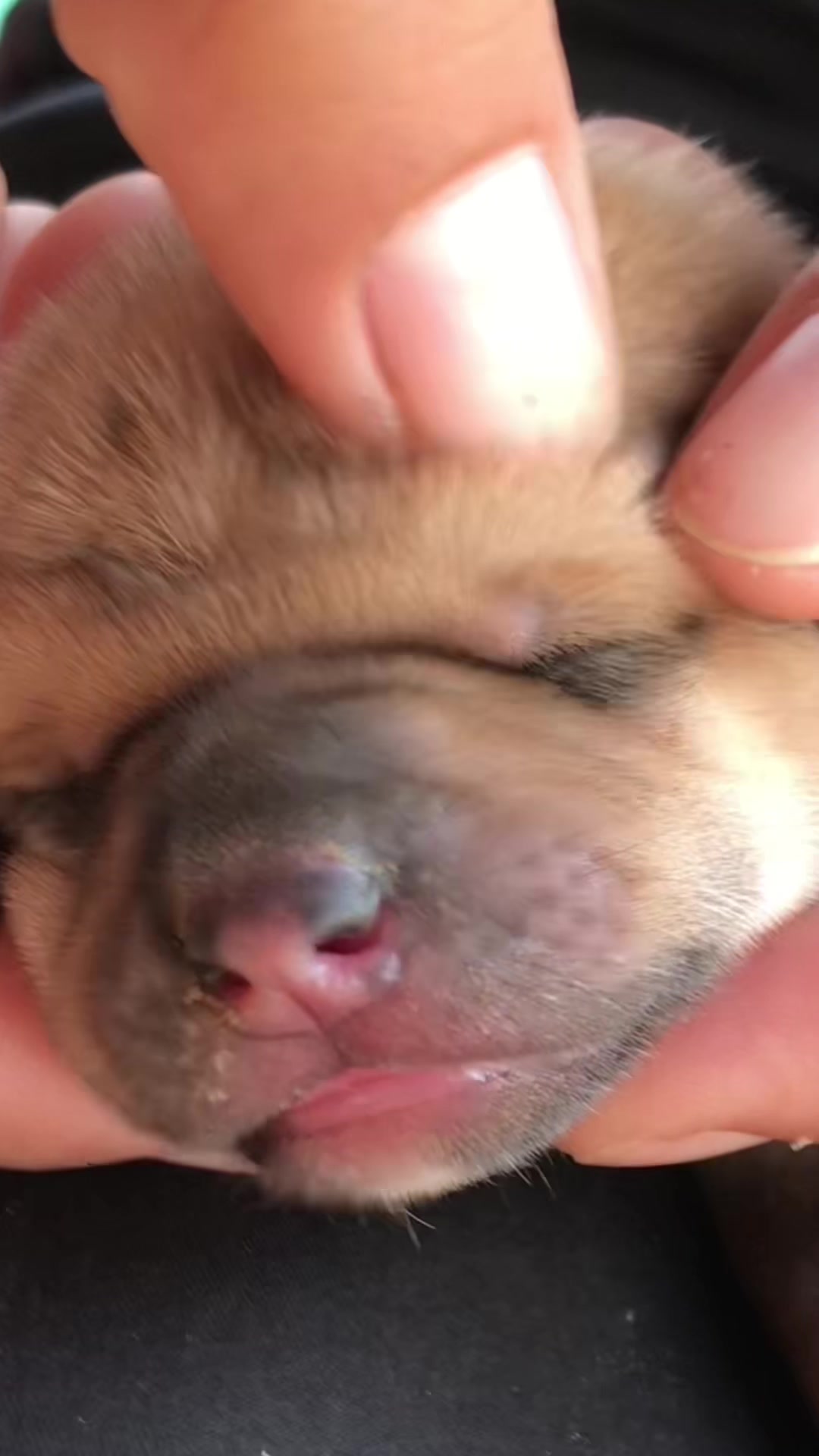 @lice puppy lovers