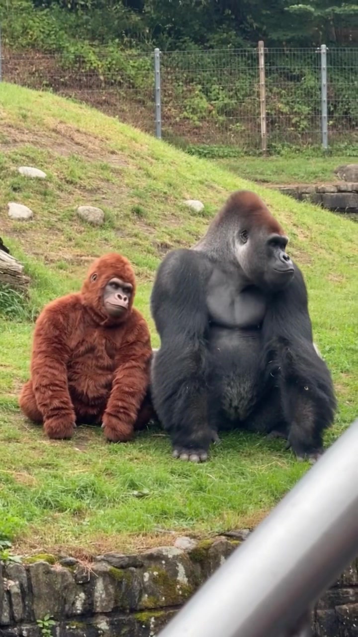 @Gorilla School 🦍