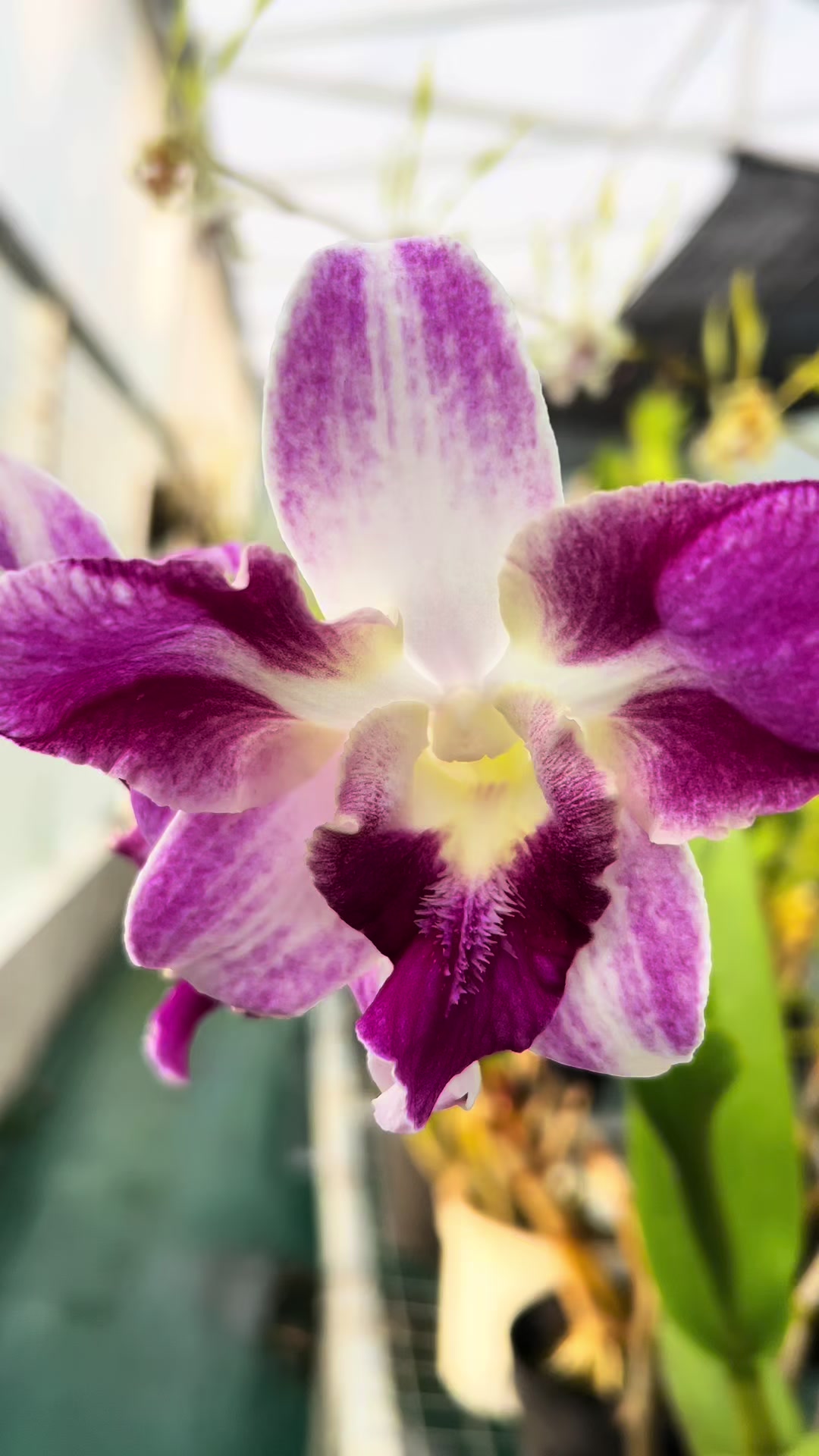 @Anggina Orchid