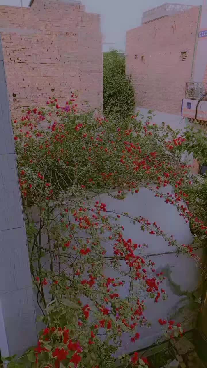 @Rana Aalyan