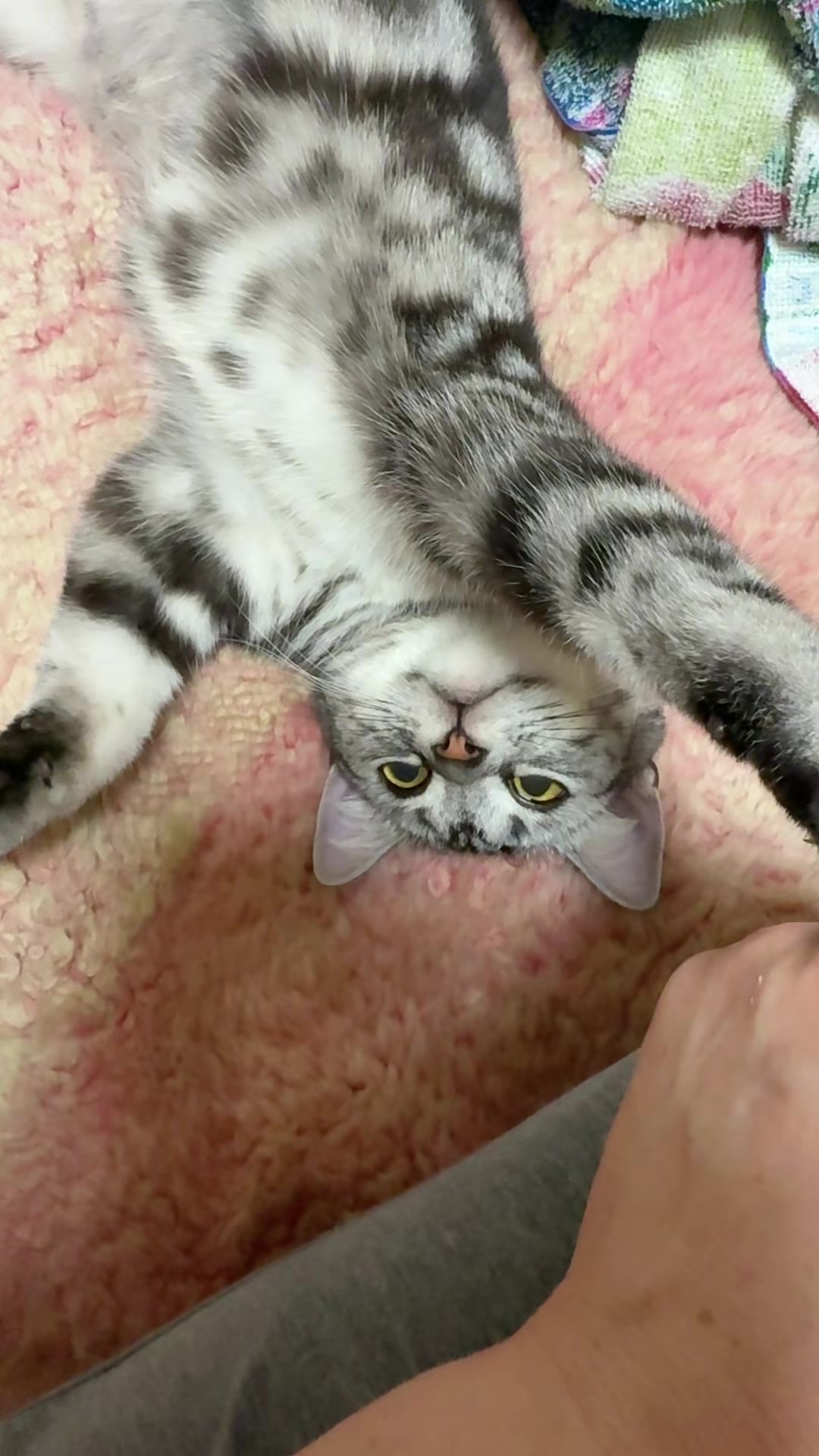 @パンダコンダ