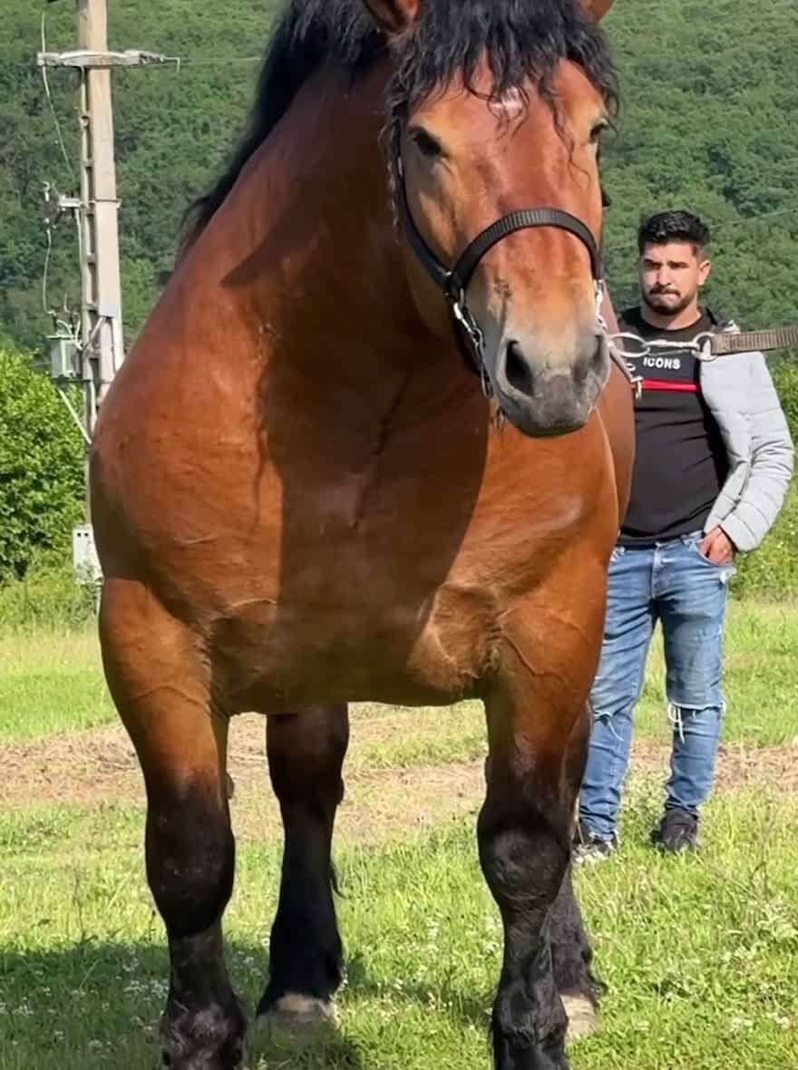 @🐴Horses🐴