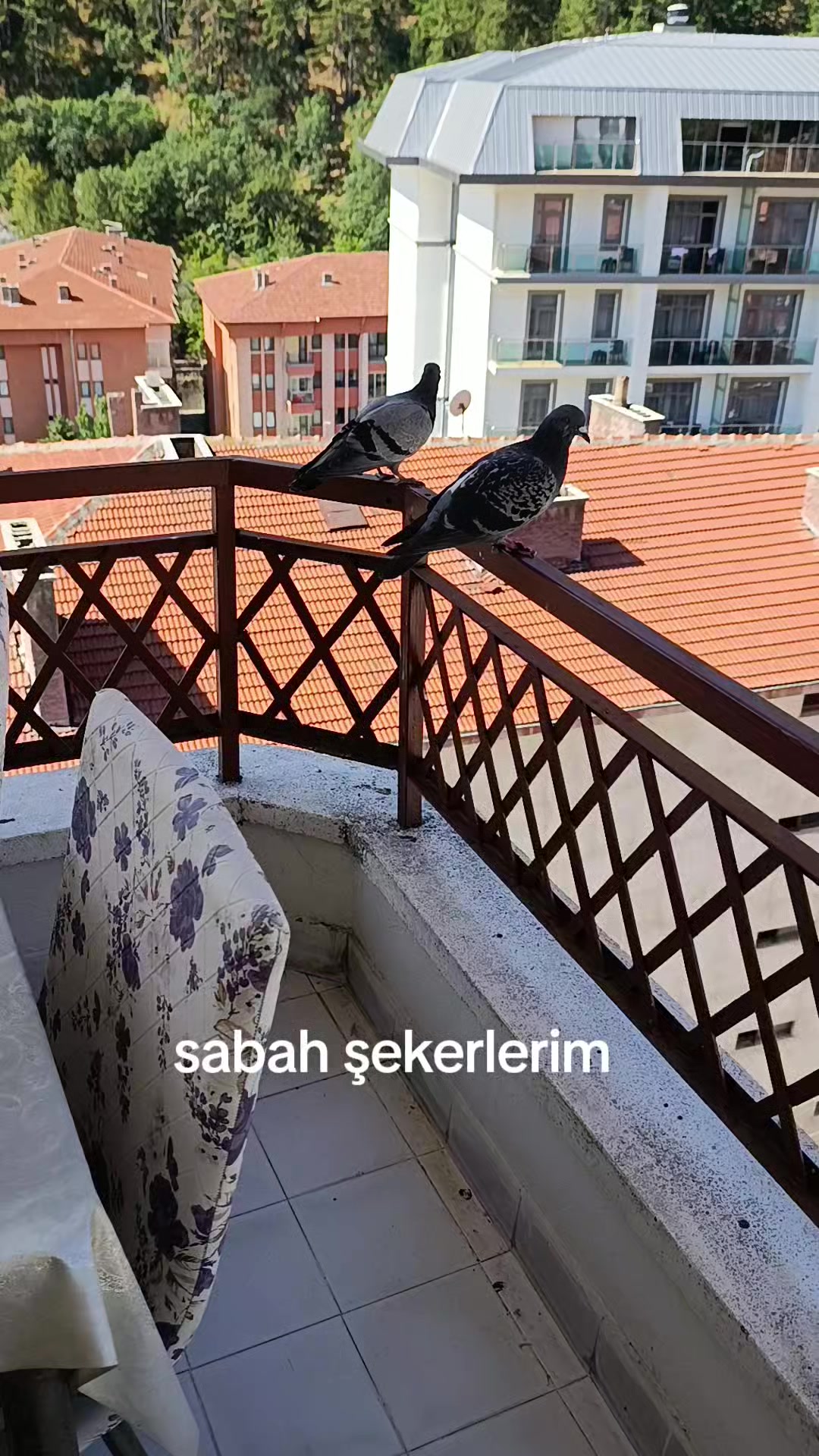 @zalimin kızı 06