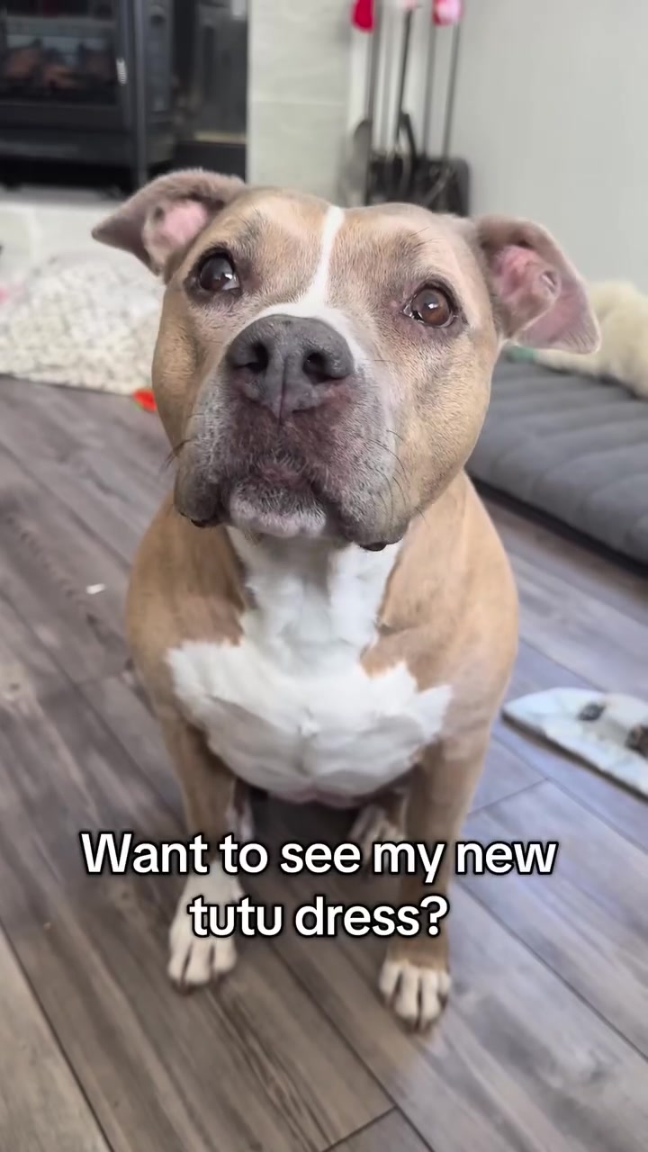 @Indie.pittie
