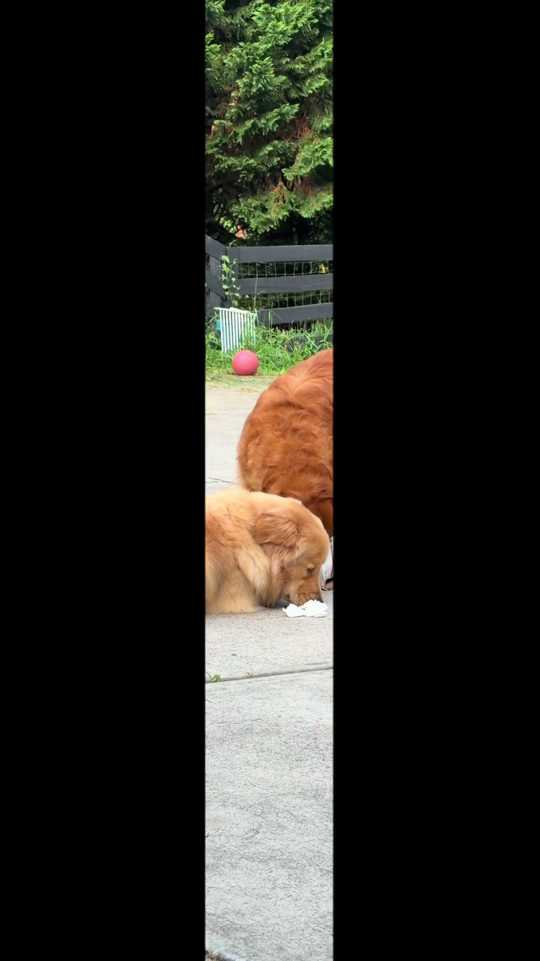 @DogMomisms