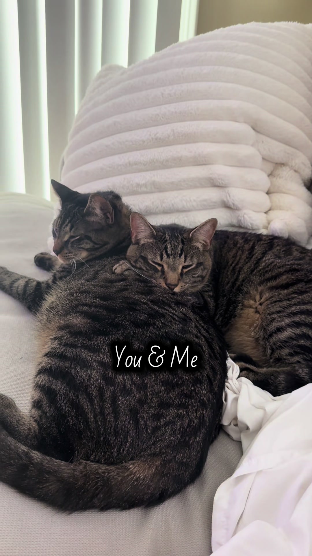 @TailsandWhiskersCo