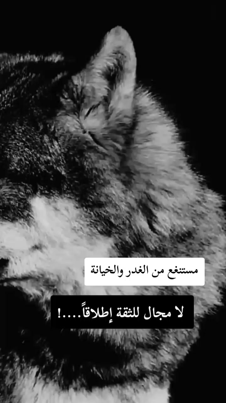 @𓆩🐺𝑾𝒂𝒍𝒆𝒅 𝑩𝒆𝒍𝒂𝒊𝒅𓆪