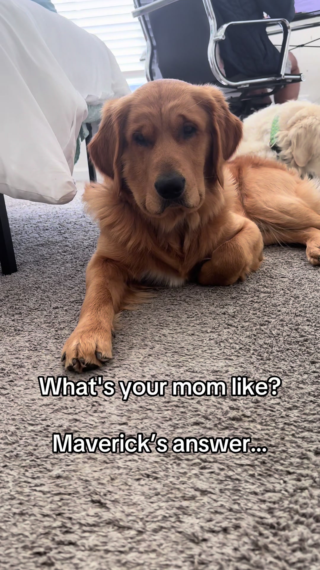 @Maverick McPaws