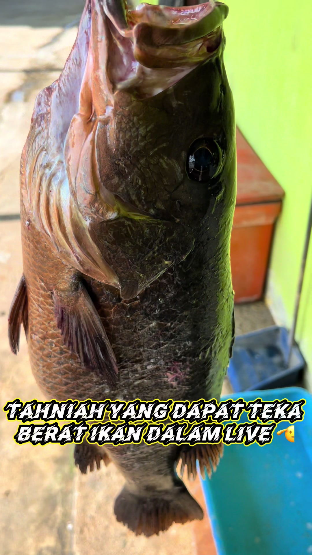 @M Z Reel 🎣